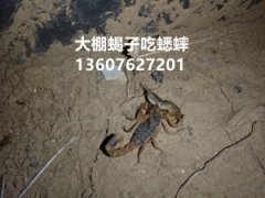 <b>家里怎么养蝎子蝎子养殖技术经验技巧分享</b>