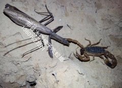 <b>蝎子养殖简书介绍蝎子的食谱加工方法</b>