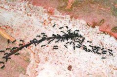 <b>杀死蚂蚁有绝招—饲养蝎子技术经验</b>