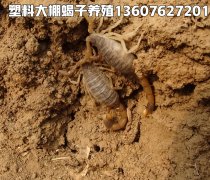 <b>养蝎子百科网站安国活蝎子多少钱一斤食用蝎子养殖市场价格</b>