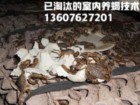 <b>刚出生的小蝎子怎么养殖小规模蝎子养殖技术，中国较大的蝎子养殖网</b>