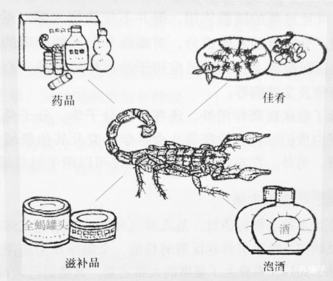 <b>蝎子养殖技术，蝎子的养殖技术都是来自野生蝎子的生活习性</b>