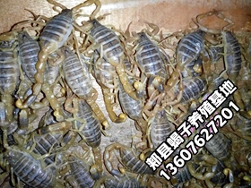 <b> 蝎子的繁殖特点，孕蝎养殖技术</b>