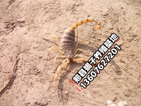 <b>蝎子养殖方法总结，小规模蝎子养殖技术</b>