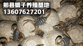 <b>野生蝎子为何不能做种蝎子，蝎子养殖成功的条件 </b>