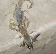 <b>大棚蝎子养殖小蝎子吃昆虫实景视频，塑料大棚蝎子养殖方法</b>