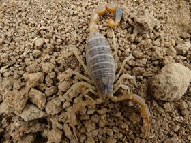 <b>蝎子如何饲养？蝎子养殖百科网站分享蝎子养殖技术经验 </b>