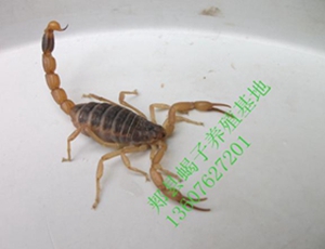 <b>小规模蝎子养殖技术蝎子养殖恒温设备小型蝎子吃什么食物最好养活</b>