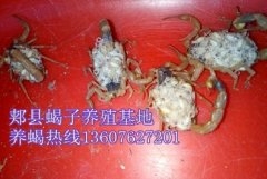 <strong>室内恒温养殖蝎子优质家养品种的种蝎子专门用于人工饲养的种蝎子</strong>